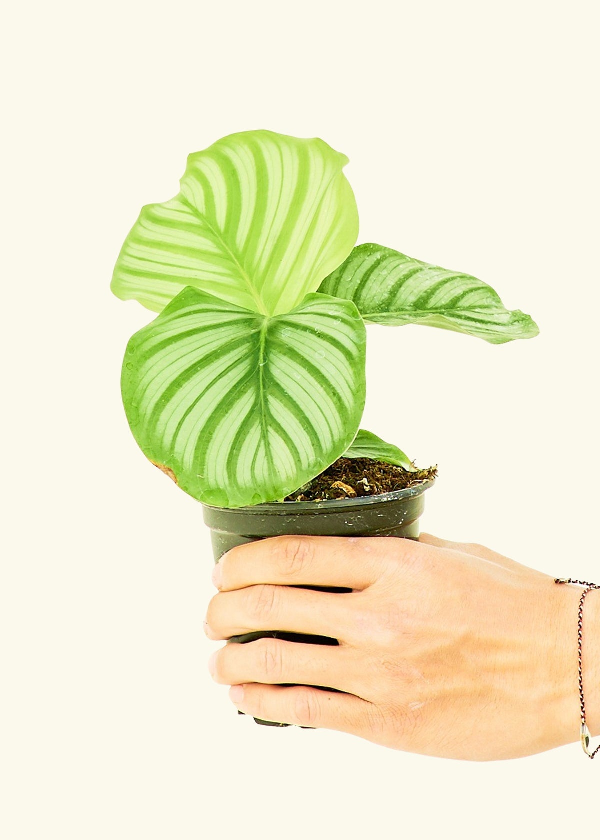 Orbit Peacock Plant in a 4 inches grow pot