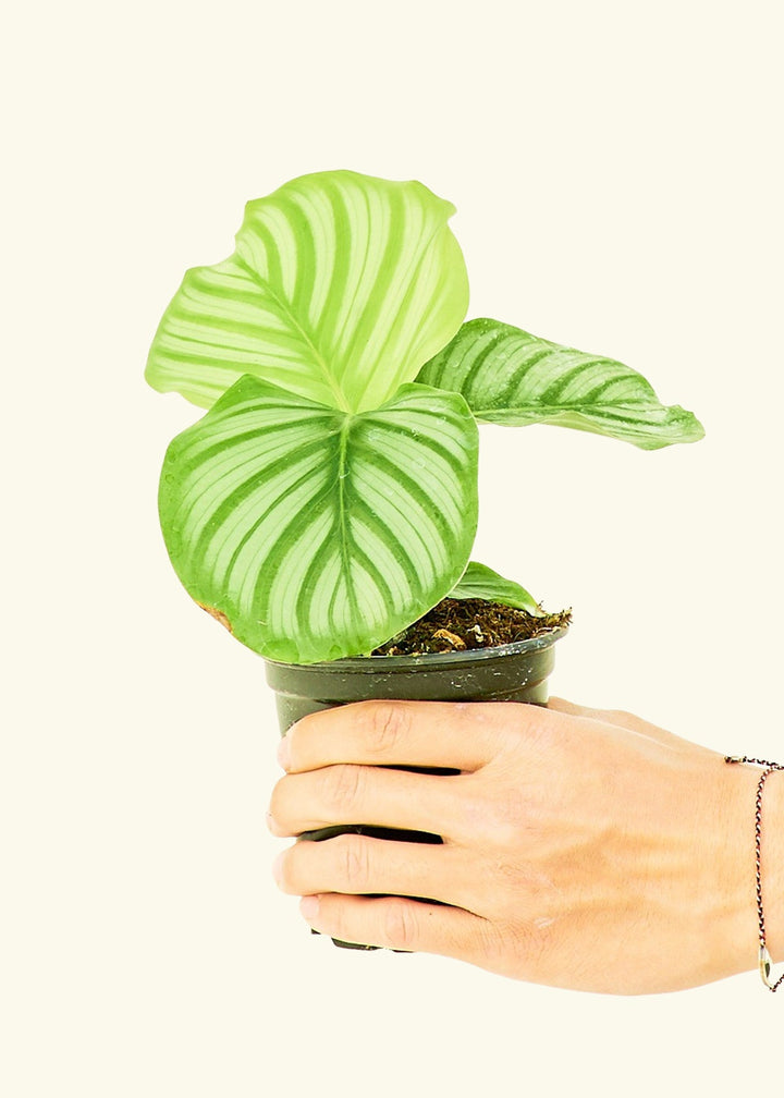 Orbit Peacock Plant in a 4 inches grow pot