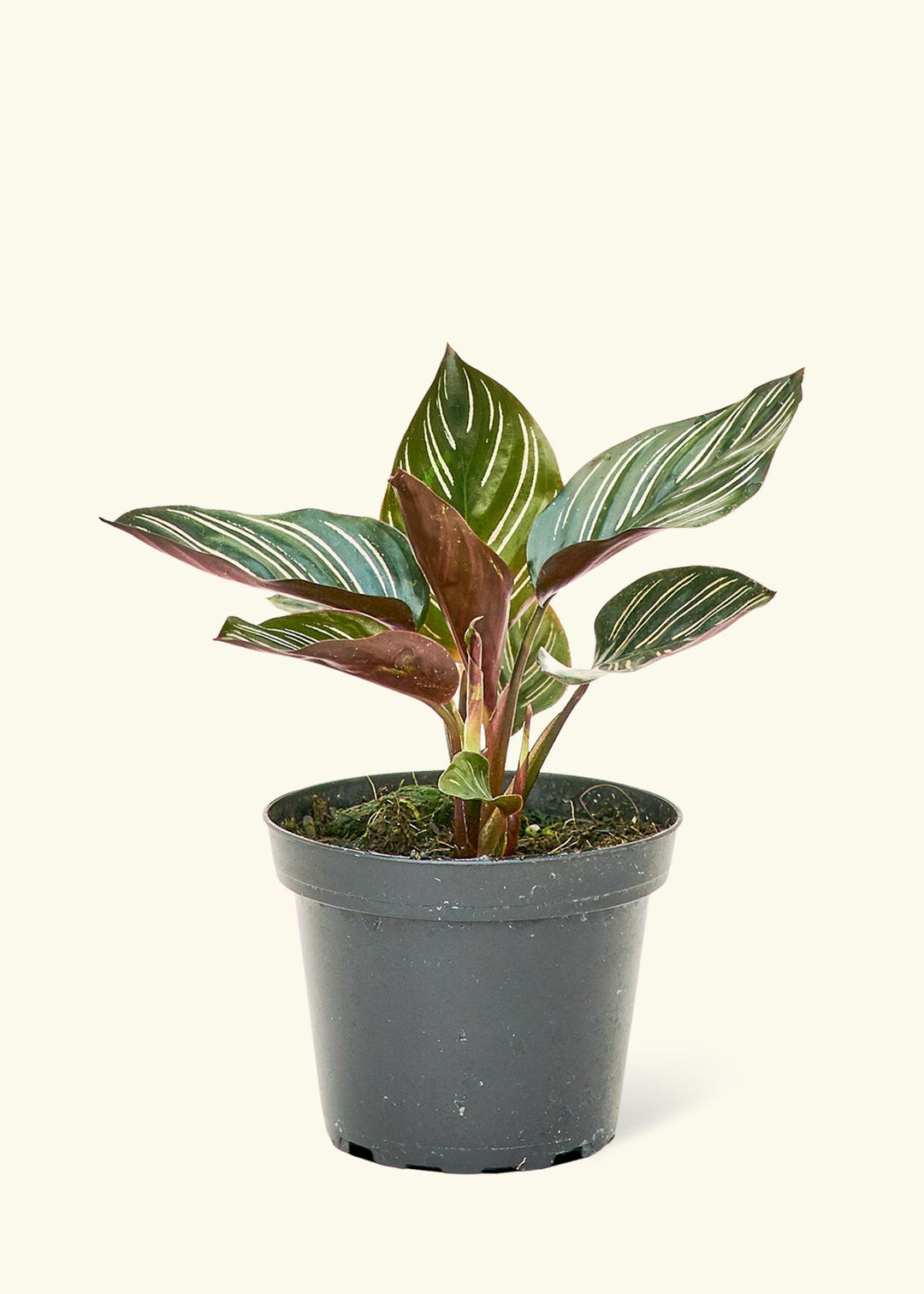 Pinstripe Calathea in a 4 inches grow pot