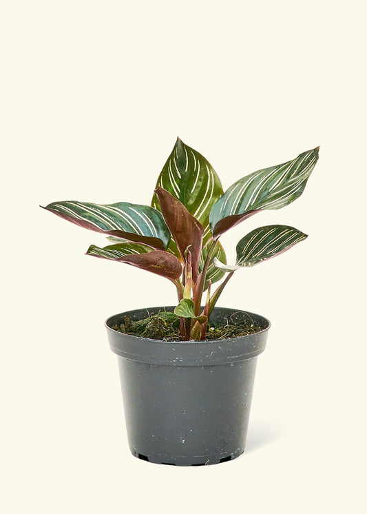 Pinstripe Calathea in a 4 inches grow pot