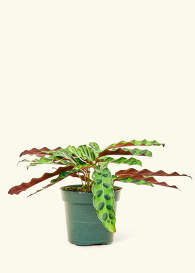 Calathea Rattlesnake in a 4 inches grow pot