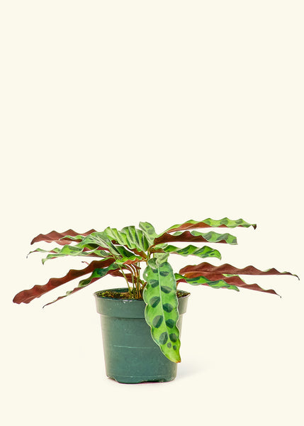 calathea rattlesnake Calathea Rattlesnake – Hey Rooted