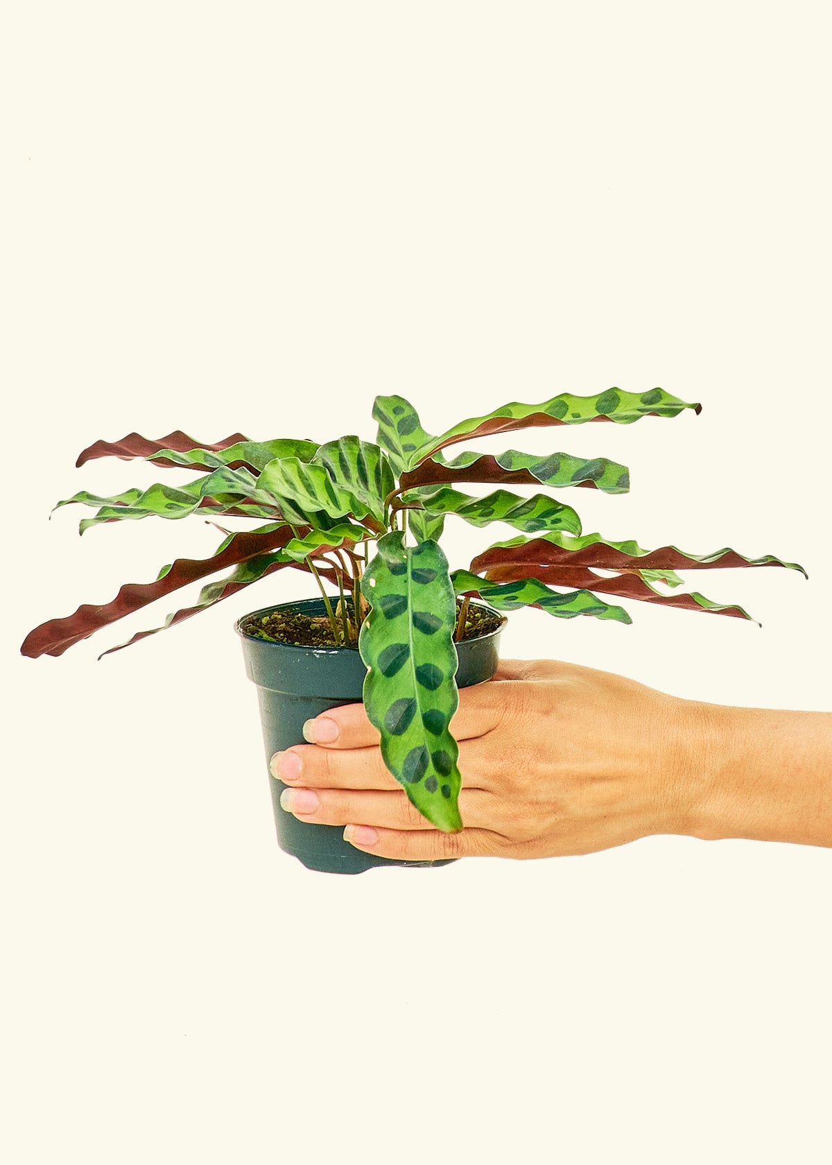 Calathea Rattlesnake in a 4 inches grow pot