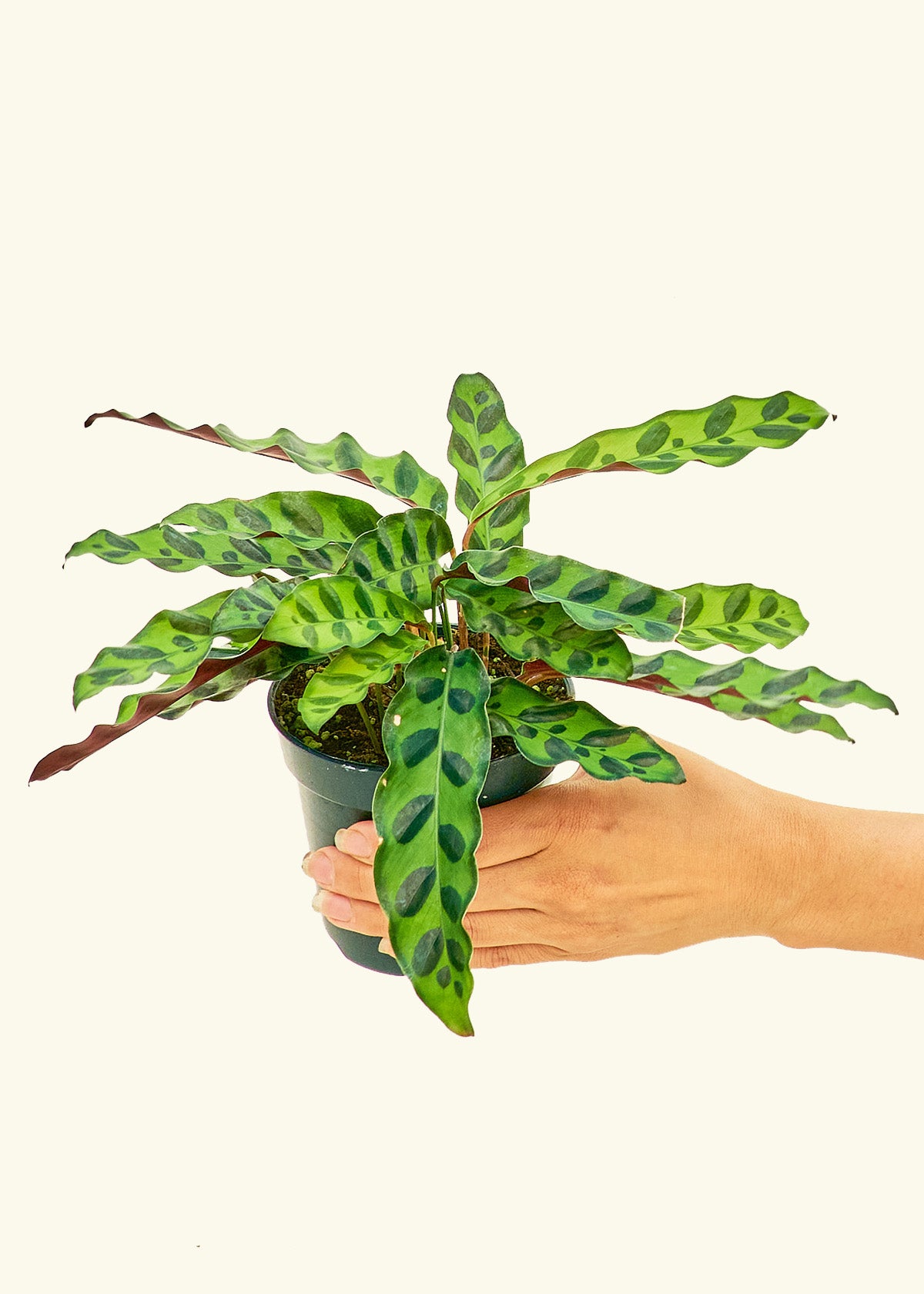 Calathea Rattlesnake in a 4 inches grow pot