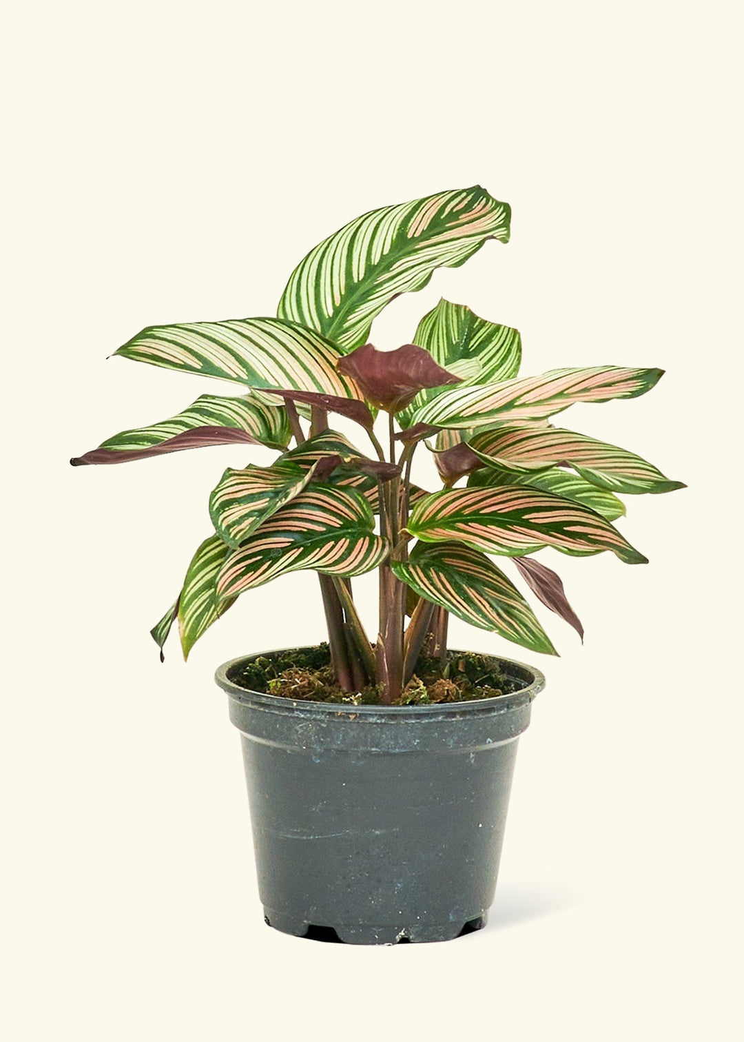 Calathea White Star in a 4 inches grow pot