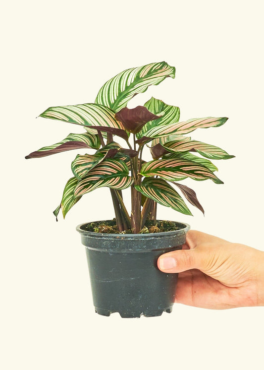 Calathea White Star in a 4 inches grow pot