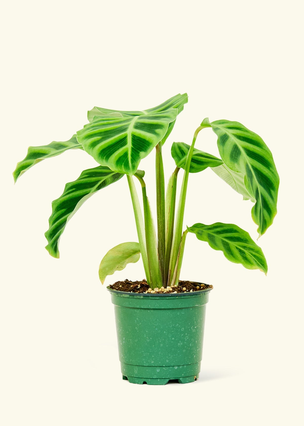 Zebra Calathea in a 4 inches grow pot