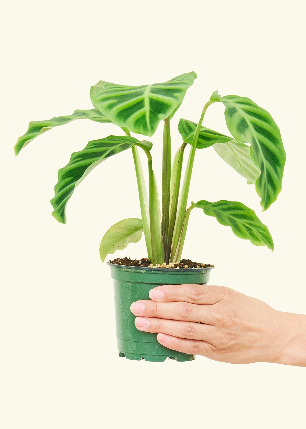 Zebra Calathea in a 4 inches grow pot