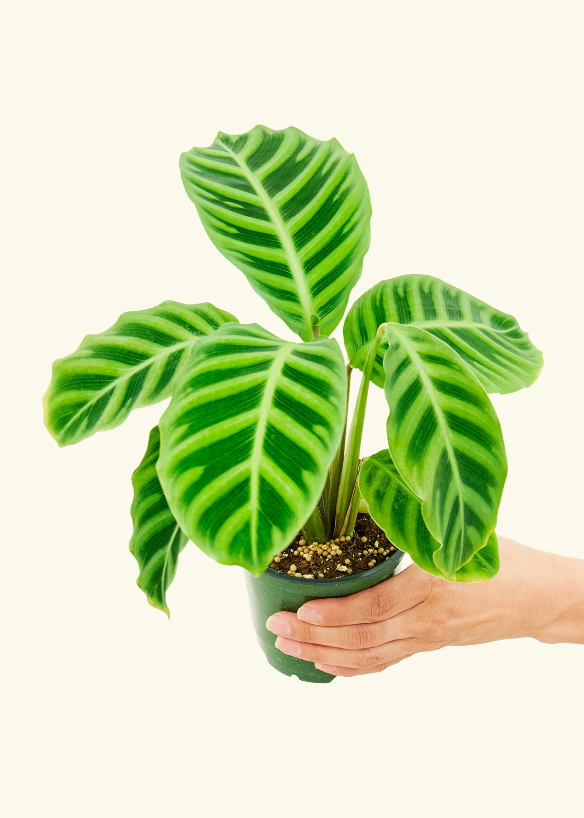 Zebra Calathea in a 4 inches grow pot