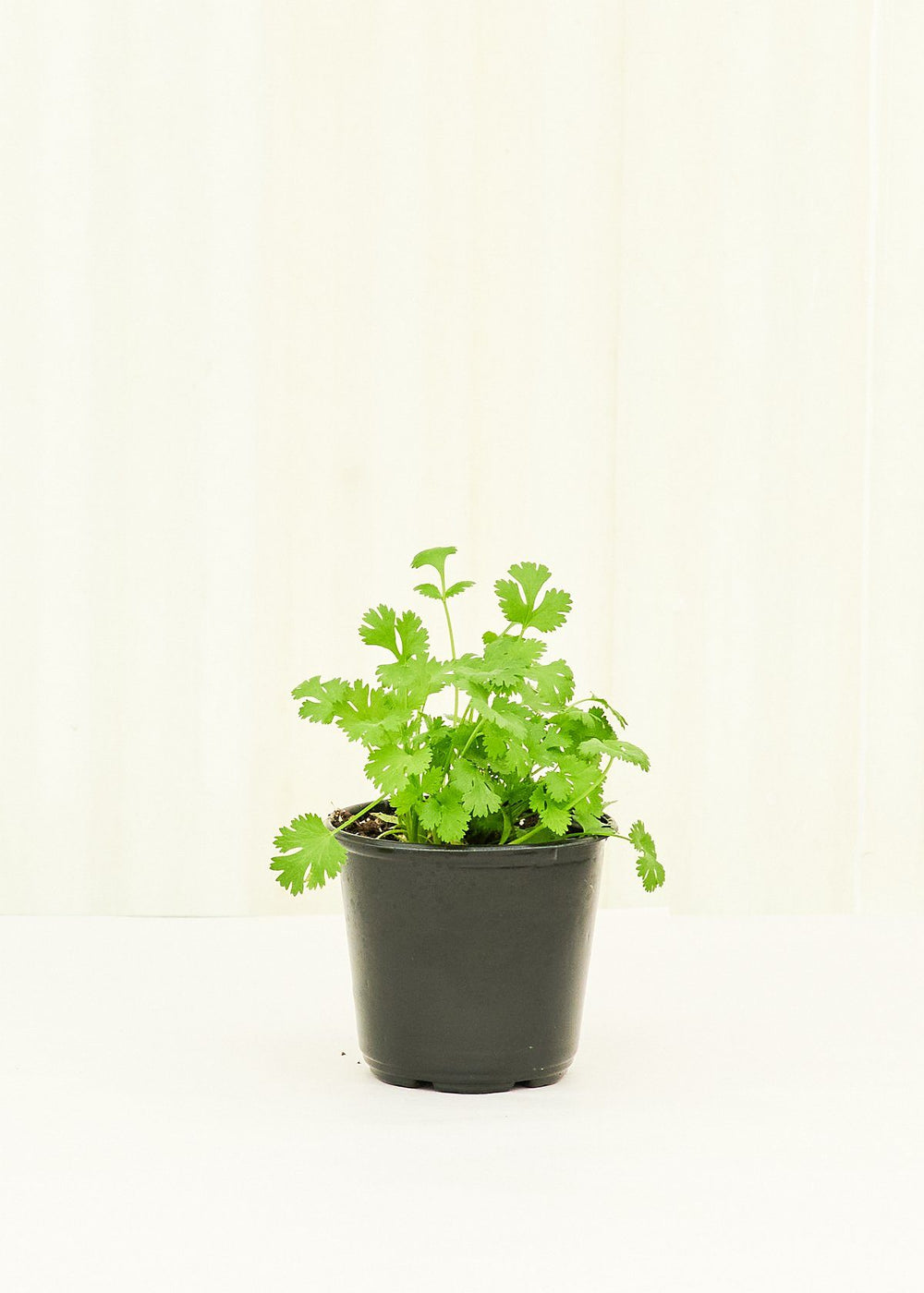 Cilantro 4 pack Plant Rooted 