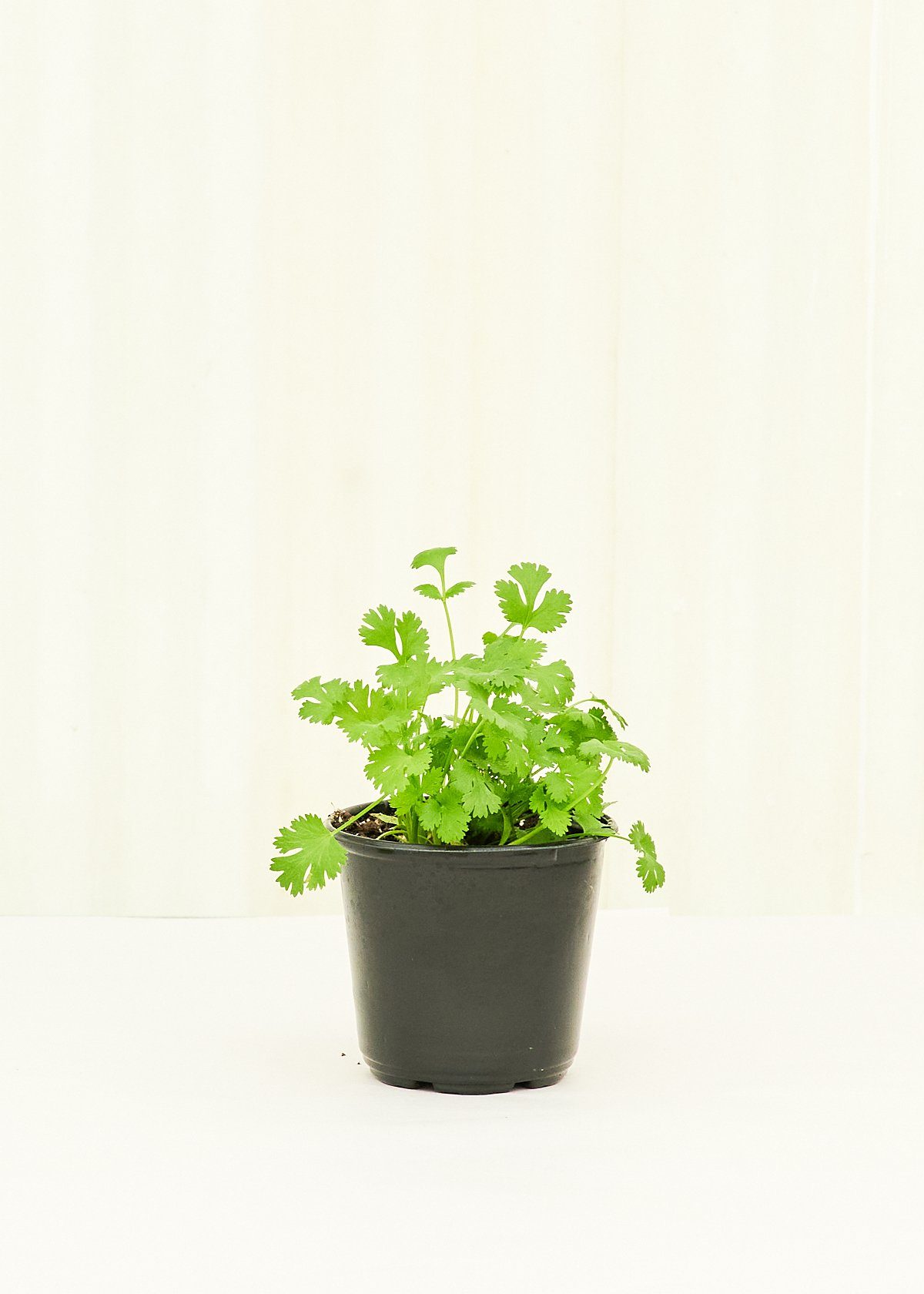 Cilantro 4 pack Plant Rooted 