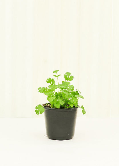 Cilantro 4 pack Plant Rooted 