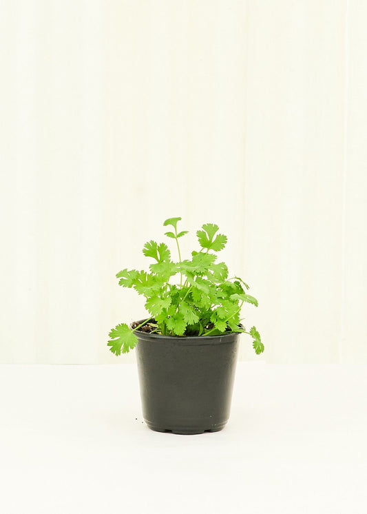 Cilantro 4 pack Plant Rooted 