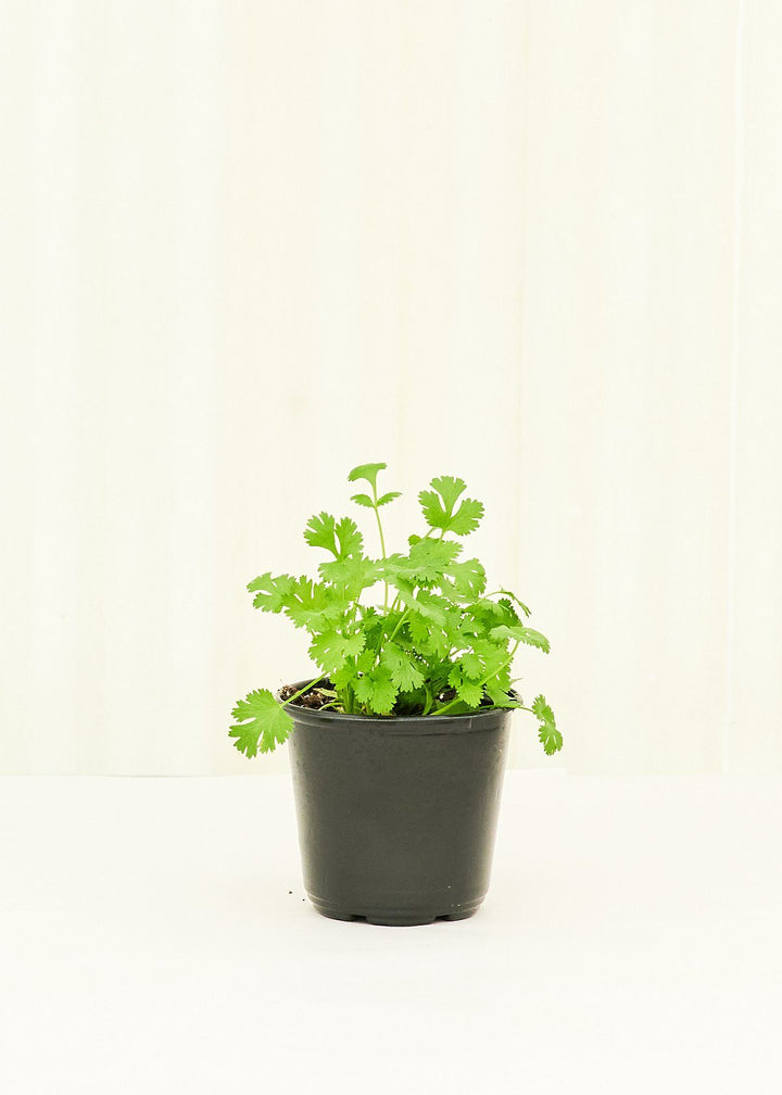 Cilantro 4 pack Plant Rooted 