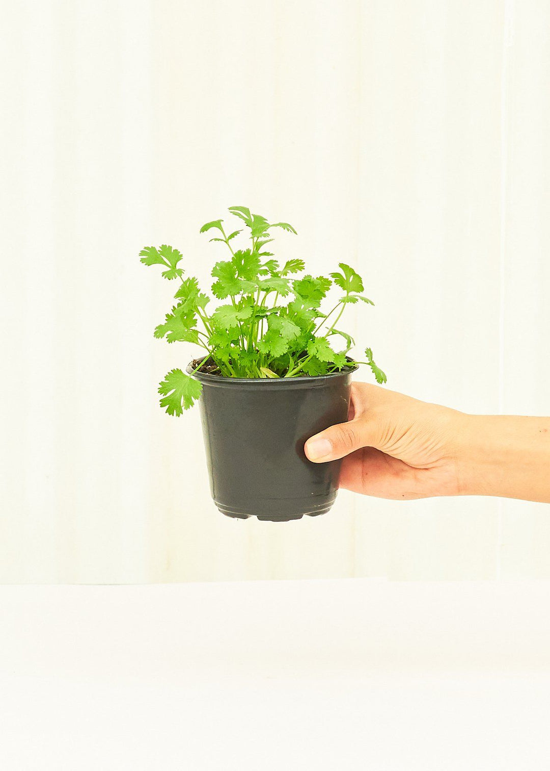 Cilantro 4 pack Plant Rooted 