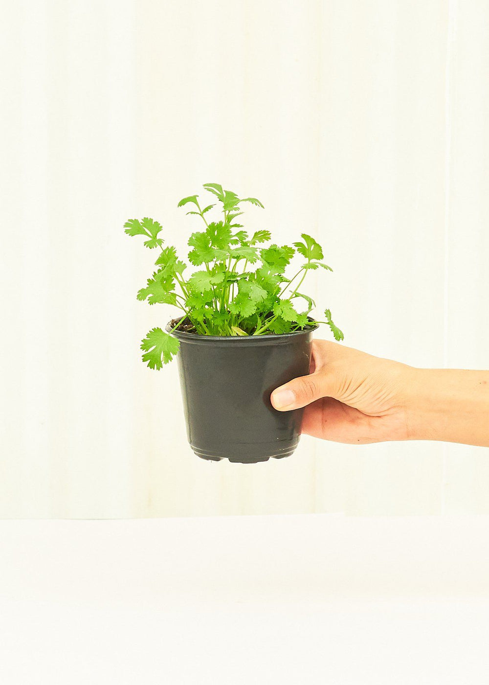 Cilantro in a 4 inches pot
