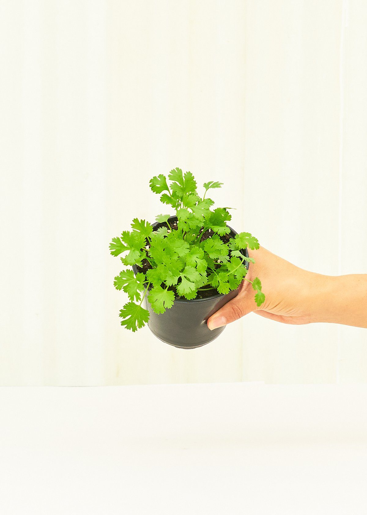 Cilantro 4 pack Plant Rooted 