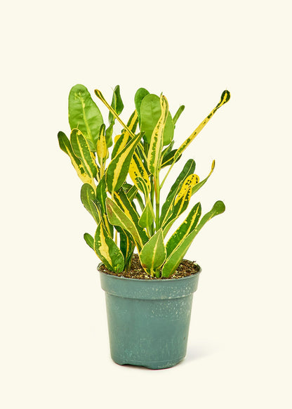 Croton Banana in a 4 inches grow pot
