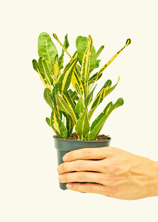 Croton Banana in a 4 inches grow pot