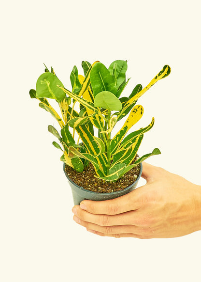 Croton Banana in a 4 inches grow pot