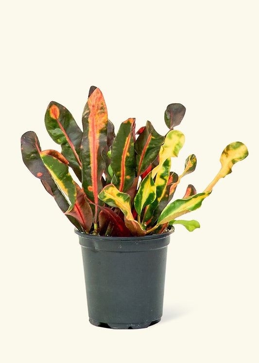 Variegated Croton in a 4 inches grow pot