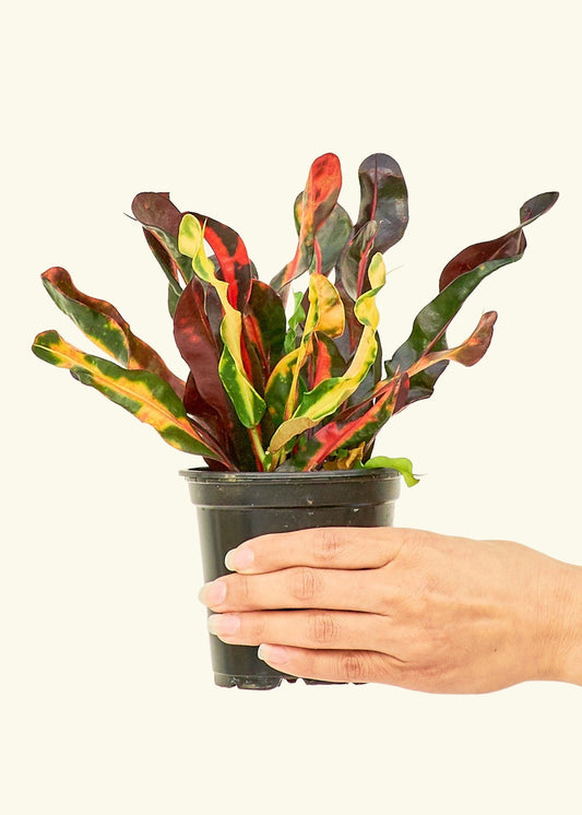 Variegated Croton in a 4 inches grow pot