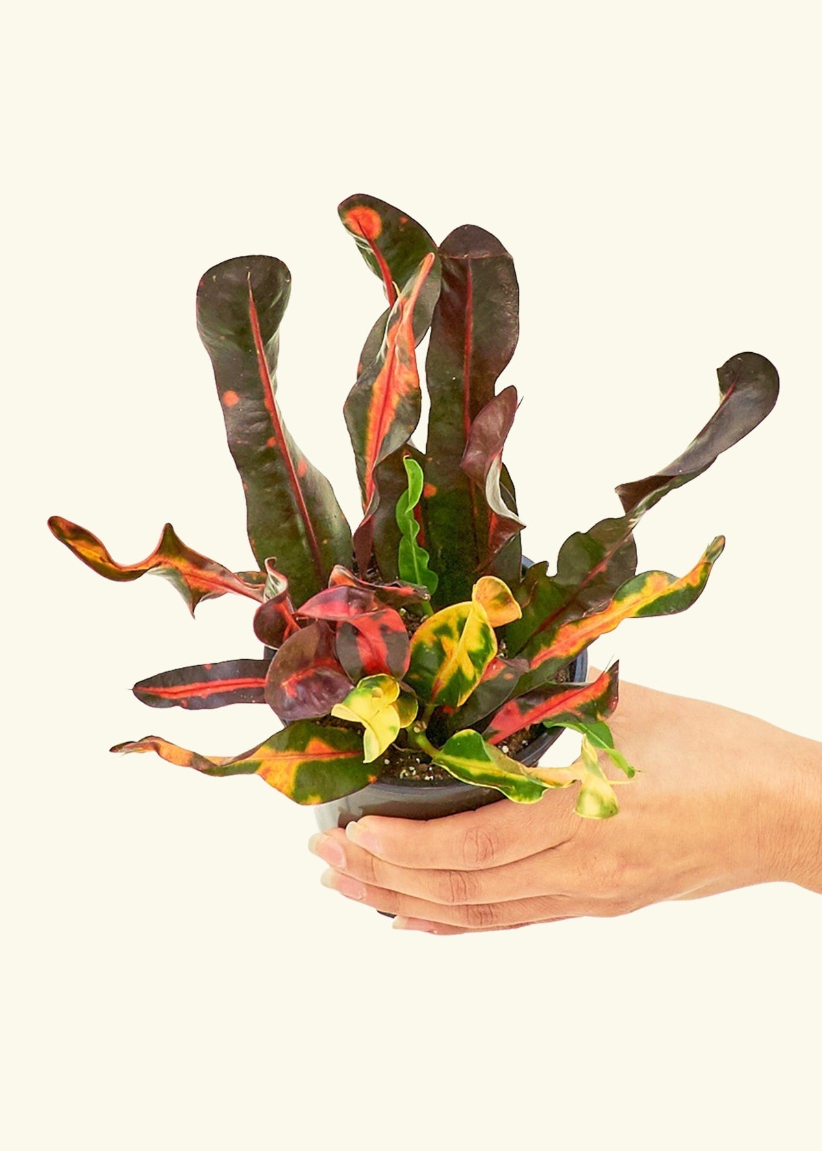 Variegated Croton in a 4 inches grow pot
