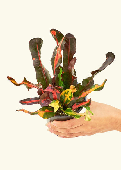 Variegated Croton in a 4 inches grow pot