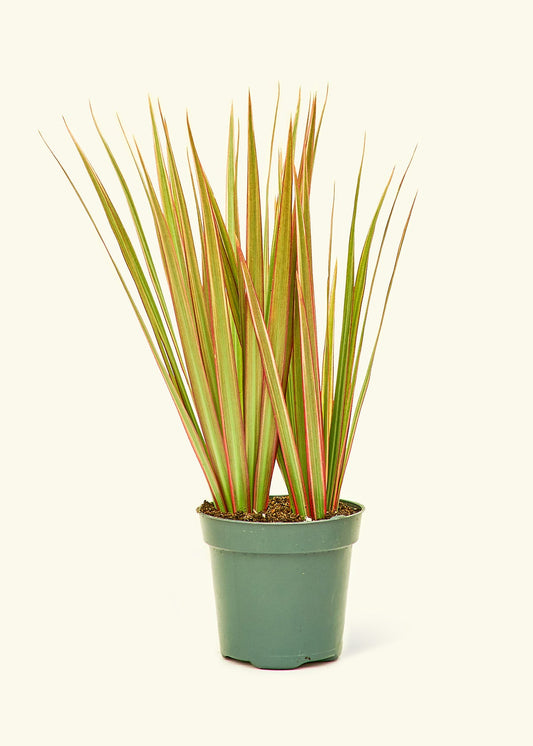 Bicolor Dragon Tree in a 4 inches grow pot