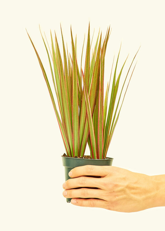 Bicolor Dragon Tree in a 4 inches grow pot