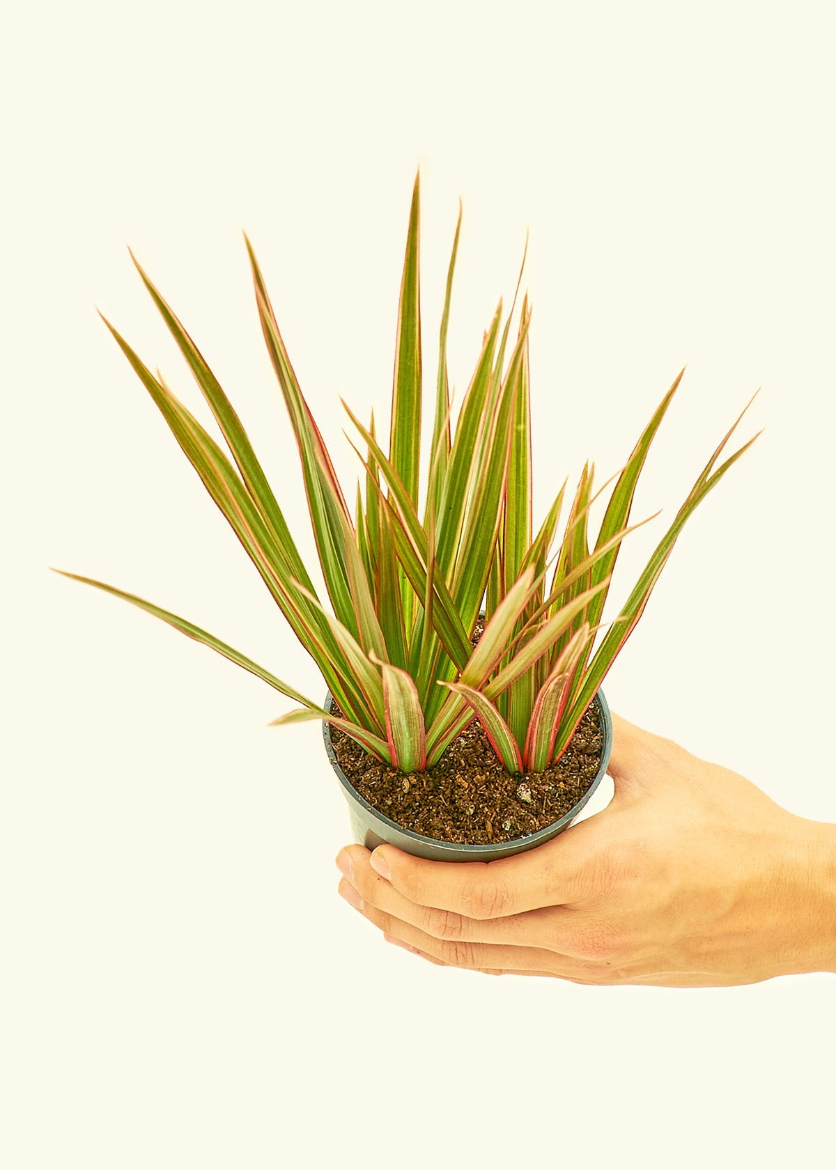 Bicolor Dragon Tree in a 4 inches grow pot