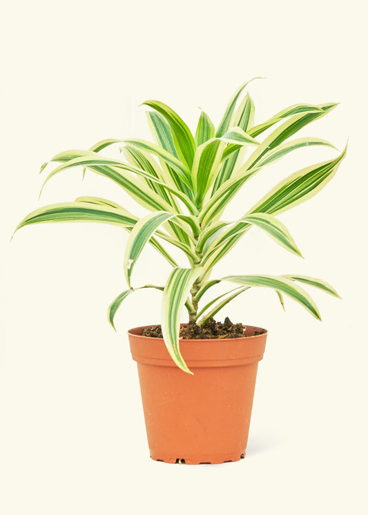 Dracaena Song of India in a 4 inches grow pot