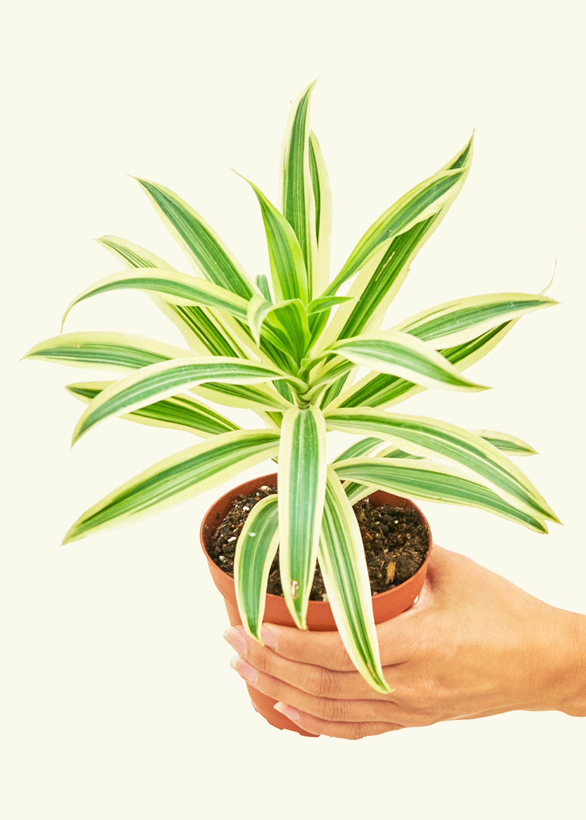 Dracaena Song of India in a 4 inches grow pot