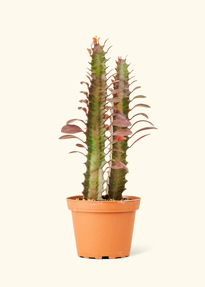African Milk Tree in a 4 inches grow pot