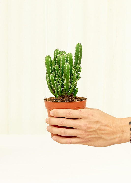 Fairy Castle Cactus in a 4 inches grow pot