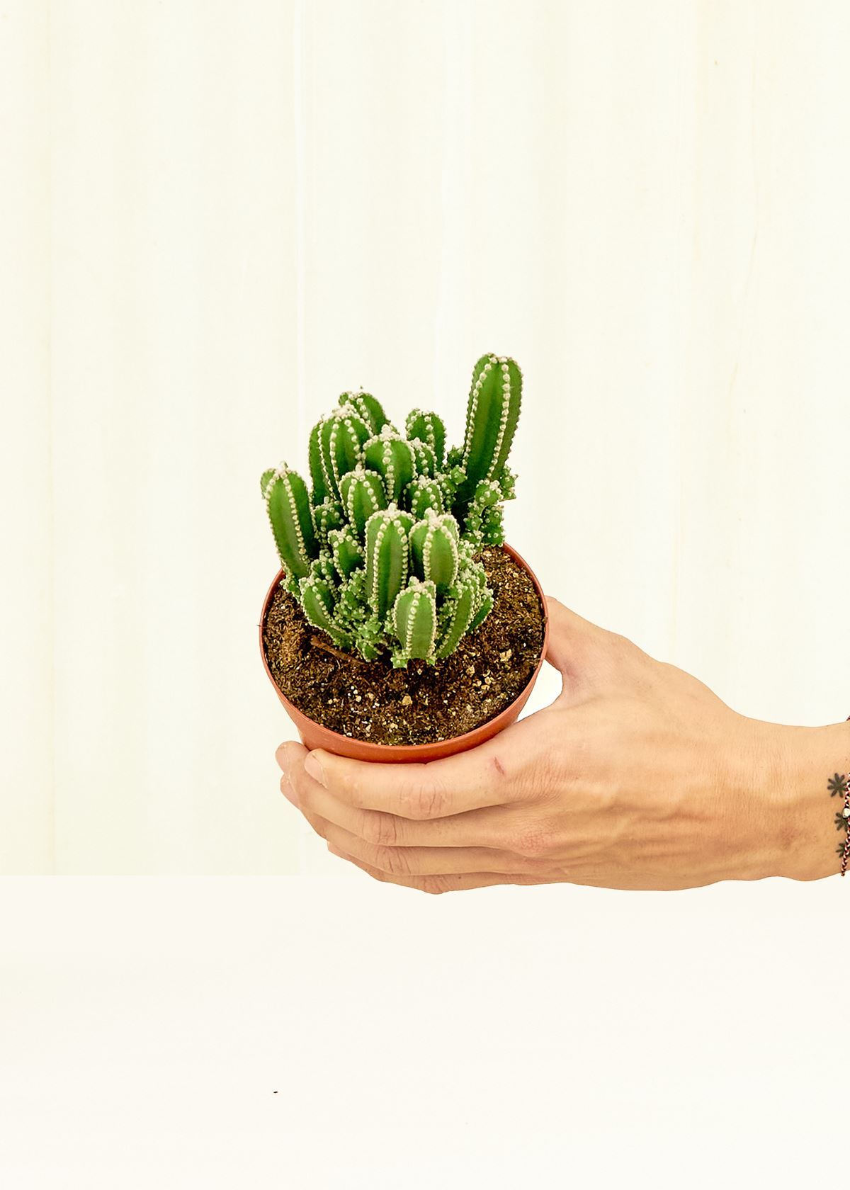 Fairy Castle Cactus in a 4 inches grow pot