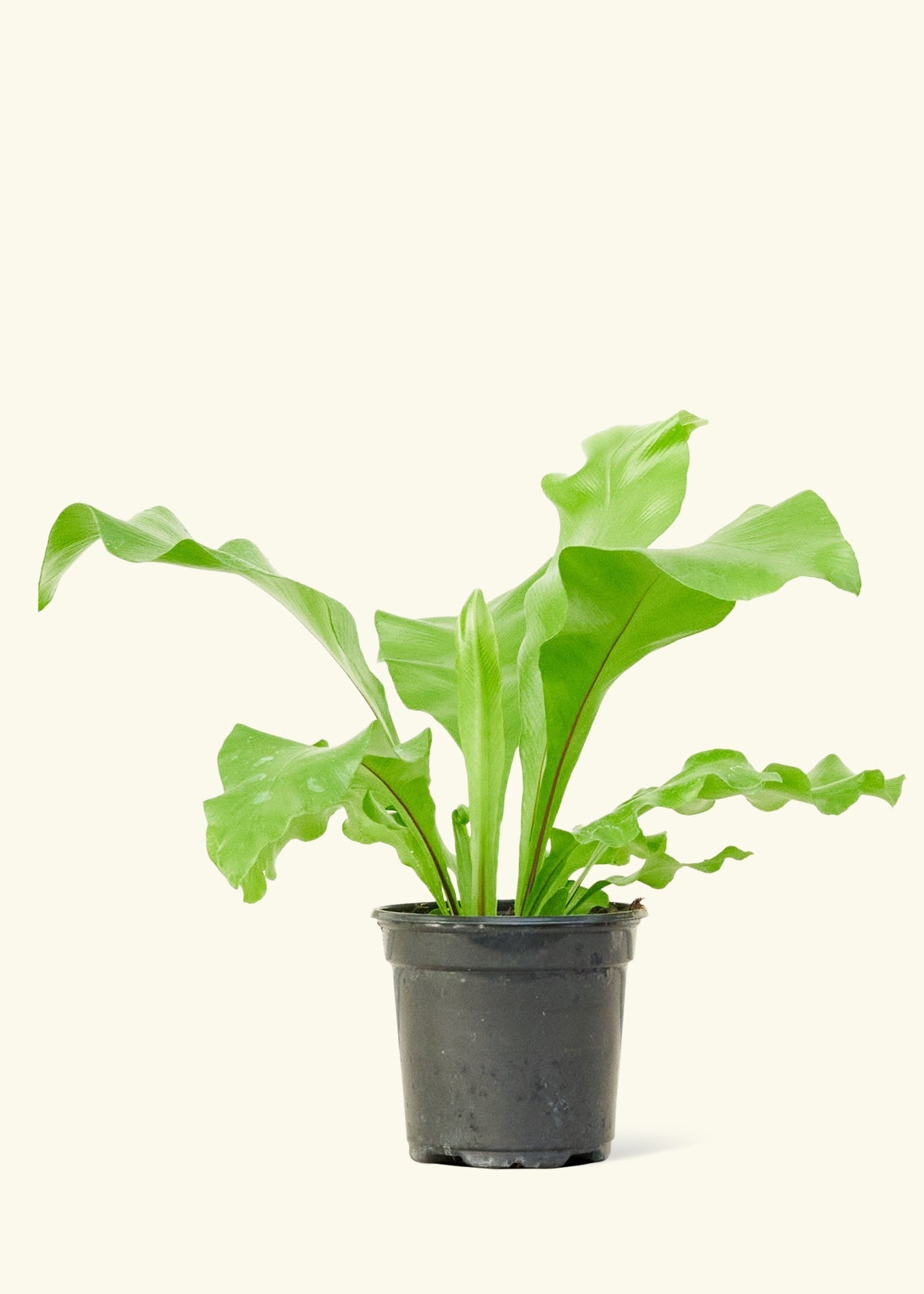Bird's Nest Fern in a 4 inches grow pot