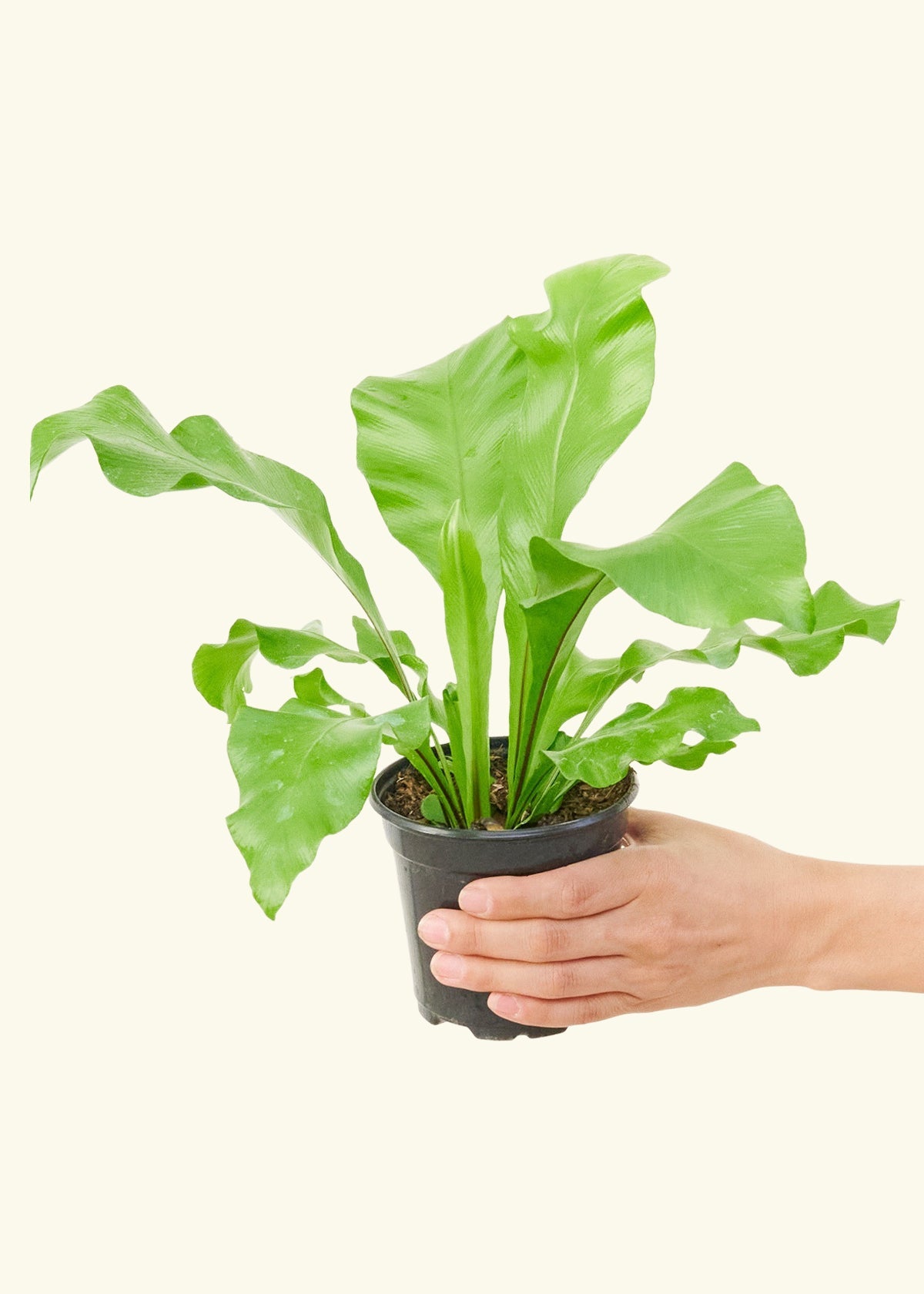 Bird's Nest Fern in a 4 inches grow pot