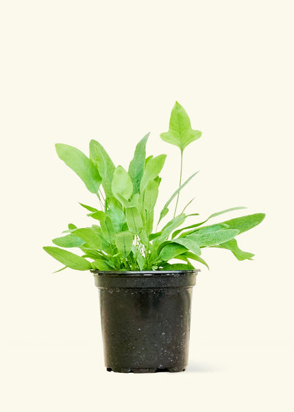 fern phlebodium blue star Blue Star Fern (Phlebodium aureum) – Hey Rooted