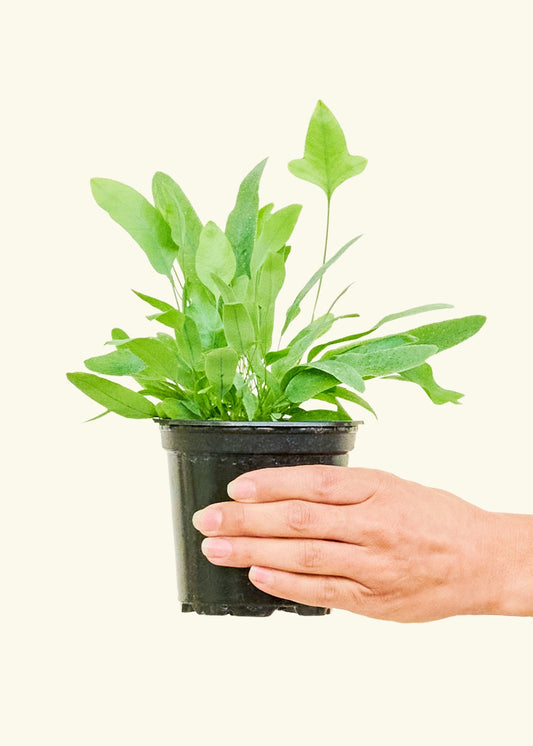 Blue Star Fern in a 4 inches grow pot