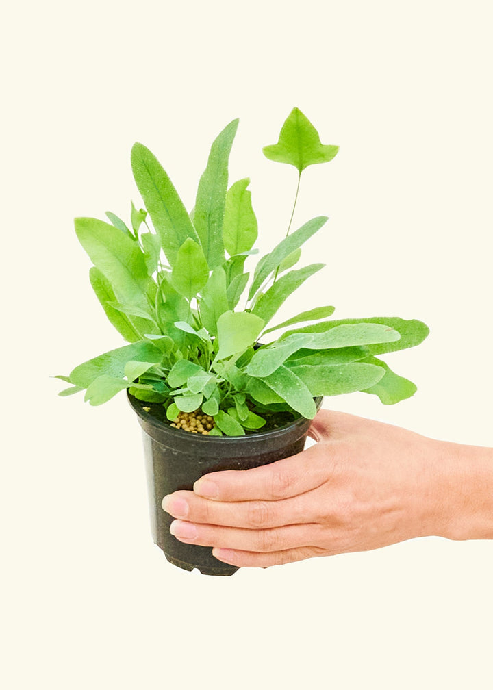 Blue Star Fern in a 4 inches grow pot