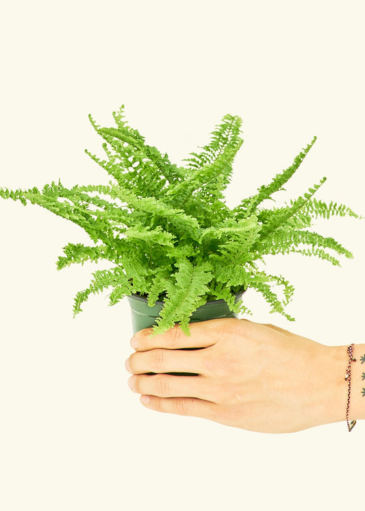 Boston Fern in a 4 inches grow pot