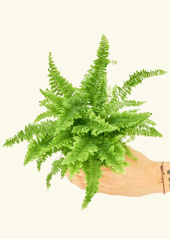 Boston Fern