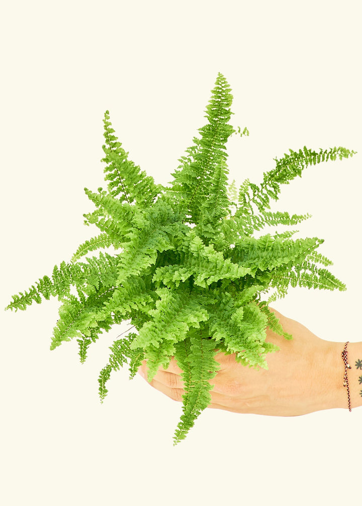 Boston Fern in a 4 inches grow pot