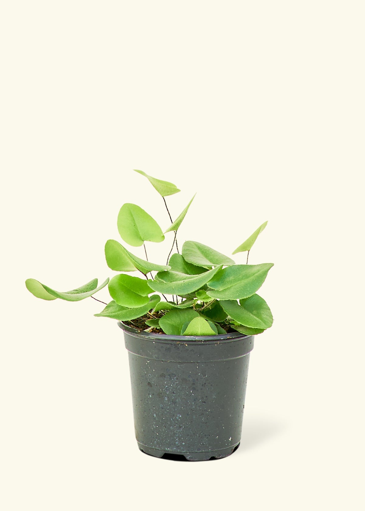 Rooted Heart Leaf Fern - Thumbnail 2