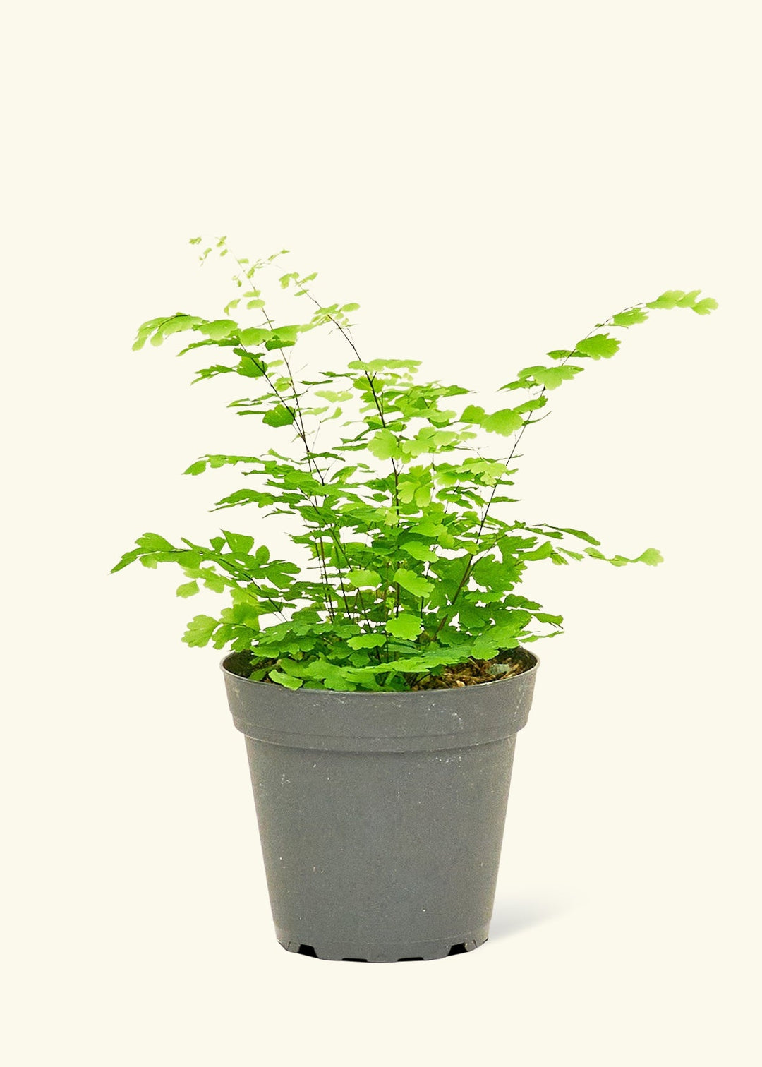 Maidenhair Fern in a 4 inches grow pot