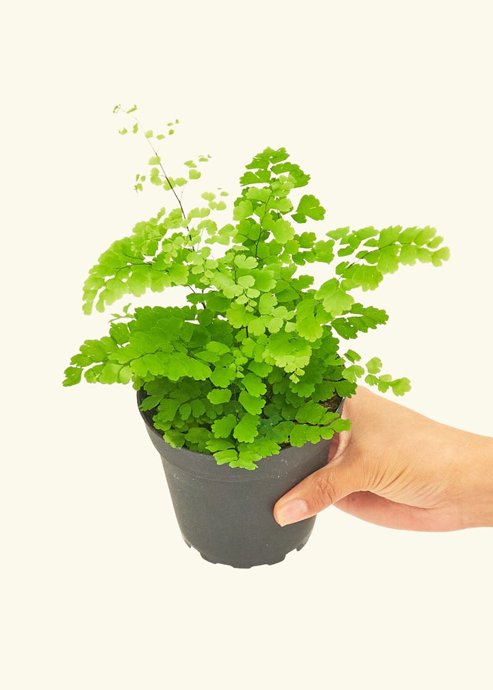 Maidenhair Fern in a 4 inches grow pot