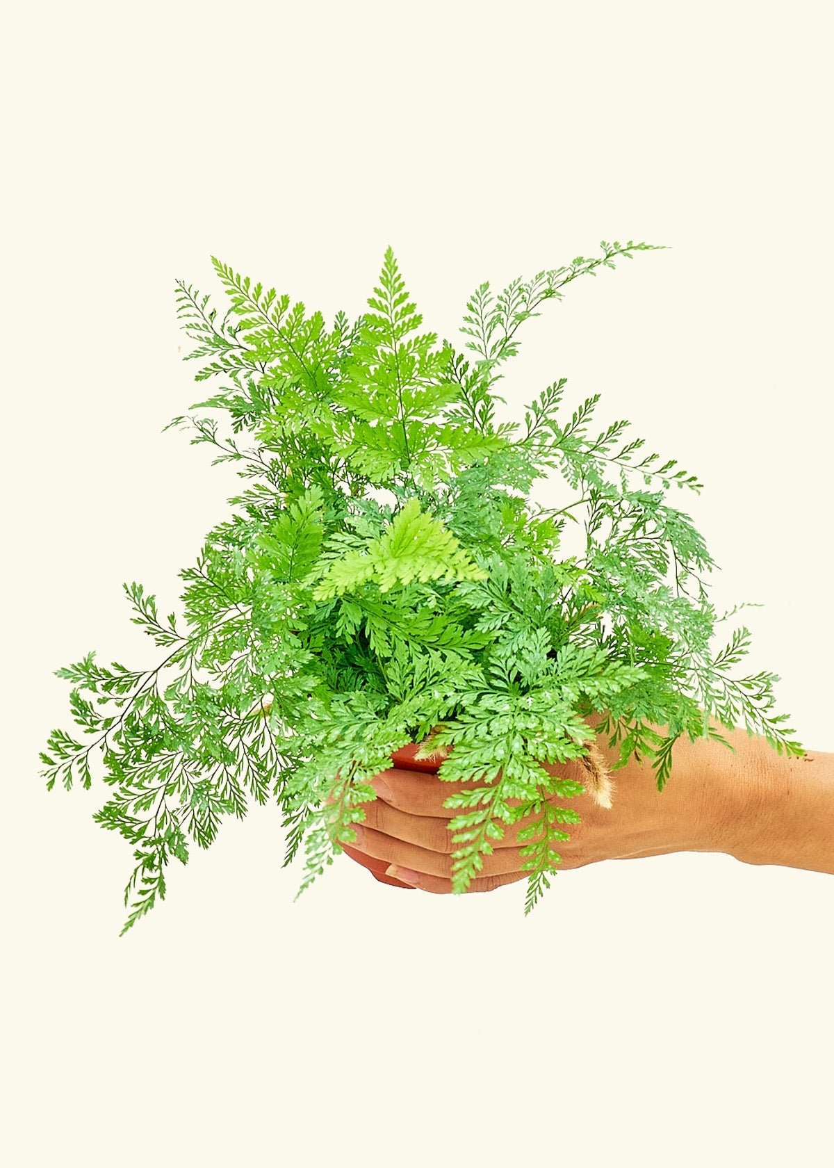 Rabbit Foot Fern in a 4 inches grow pot