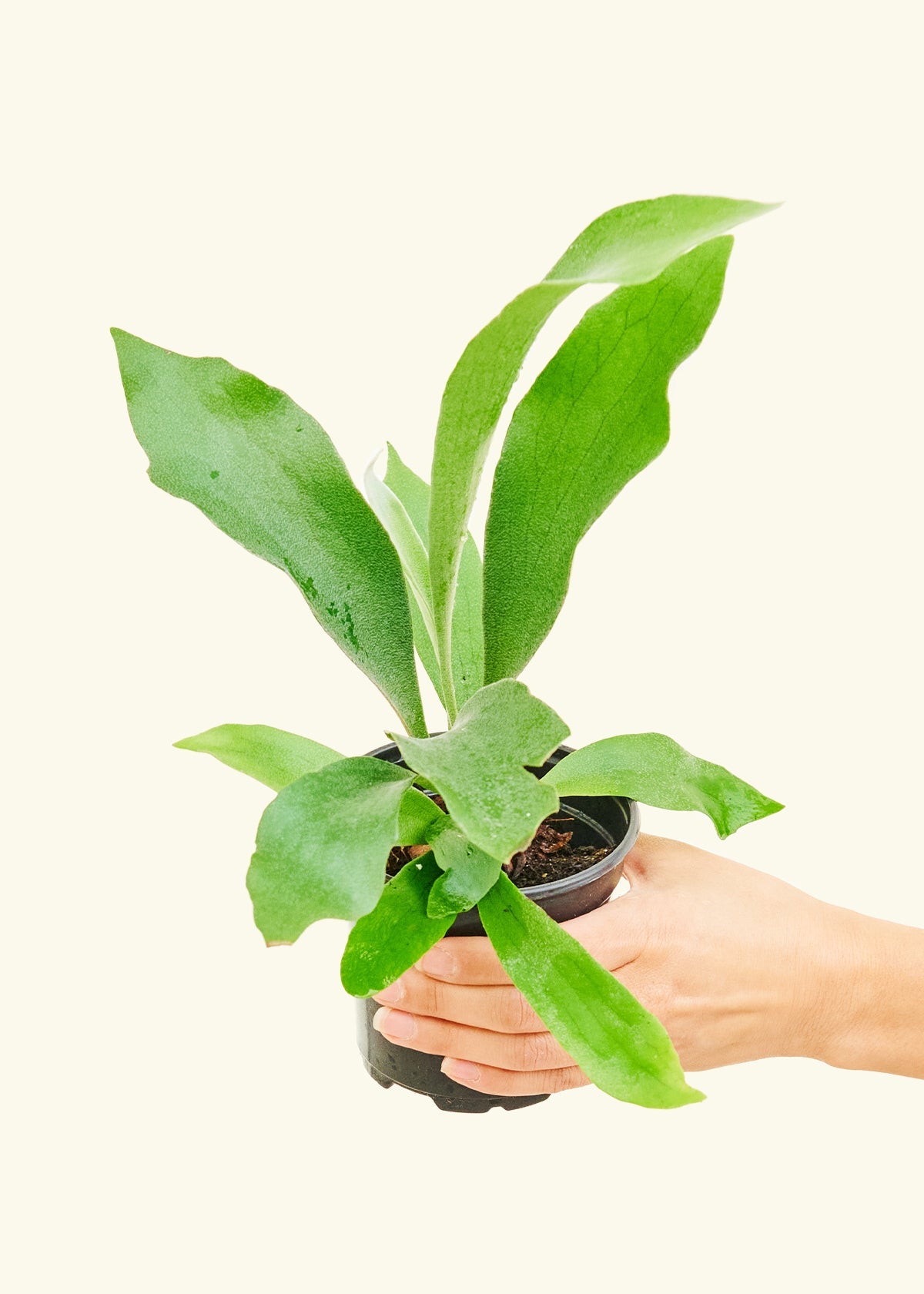 Staghorn Fern in a 4 inches grow pot