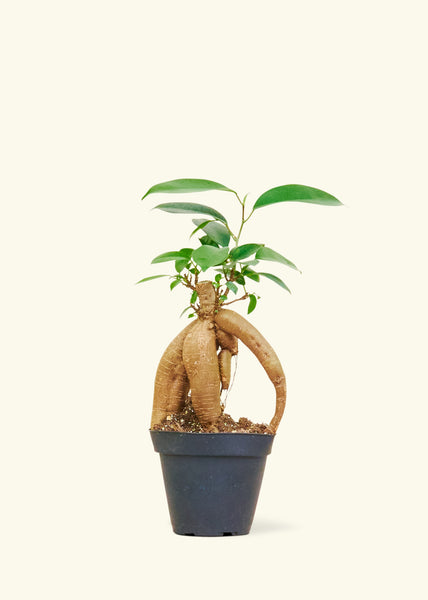 ginger root bonsai tree Ficus Ginseng – Hey Rooted
